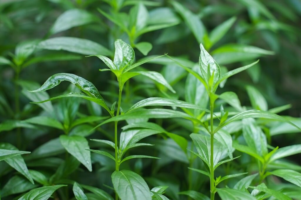 Photo macro sur une plante ayurvédique utilisée pour le bien-être.