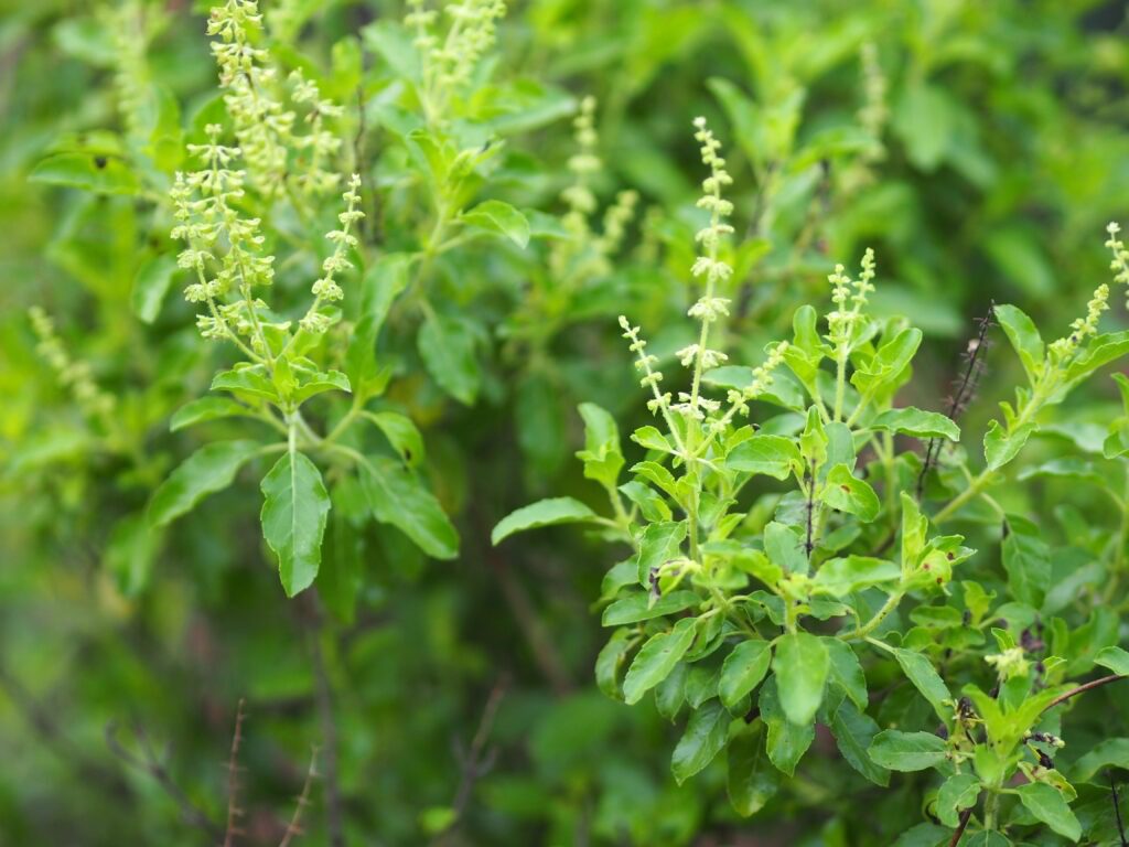 Tulsi