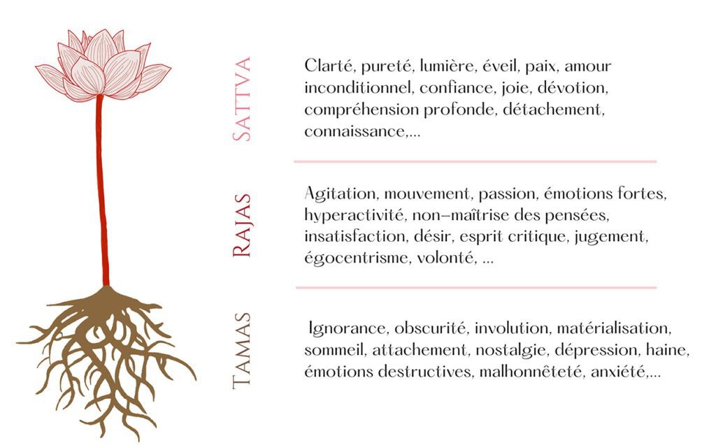 Image représentant un lotus avec des explications pour Sattva Rajas et Tamas