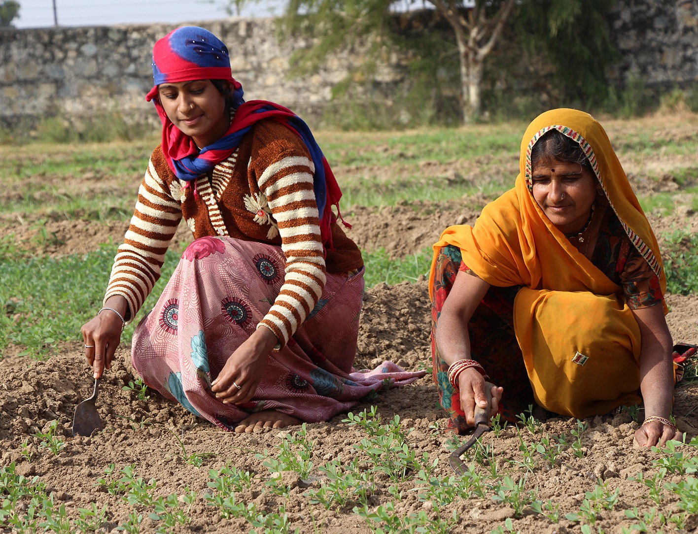Femmes indiennes accroupies qui cultivent la terre.